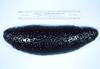 Sea Cucumber (Holothuria atra)