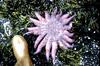 Sunflower Sea Star (Pycnopodia helianthoides)