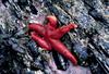 Blood Sea Star (Henricia sanguinolenta)