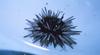 Sea Urchin