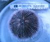 Sea Urchin