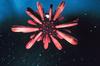 Sea Urchin (Heterocentrotus mammilatus)