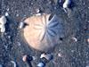 Keyhole Sea Urchin