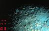 Brittle Sea Star (Ophiura sarsii)