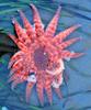 Sunflower Sea Star (Pycnopodia helianthoides)