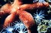 Sea Star