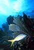 Yellowtail Snapper & Sea Fan