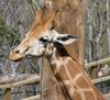 giraffe (Giraffa camelopardalis)