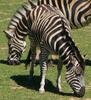 zebras