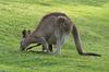 female grey kangaroo