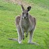 grey kangaroo