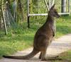 another joey