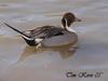 Northern Pintail