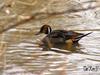 Northern Pintail