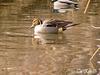 Northern Pintail