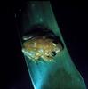 Golden Coqui Frog (Eleutherodactylus jasperi)