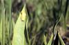 American Green Treefrog (Hyla cinerea)