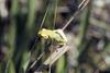 American Green Treefrog (Hyla cinerea)