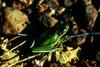 American Green Treefrog (Hyla cinerea)