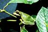 Pine Barrens Treefrog (Hyla andersonii)