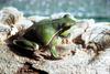 Pine Barrens Treefrog (Hyla andersonii)