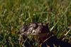 Woodhouse's Toad (Bufo woodhousii)