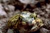 Couch's Spadefoot Toad (Scaphiopus couchii)