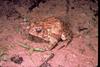 Houston Toad (Bufo houstonensis)