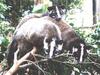 Masked Palm Civet (Paguma larvata)