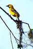 Altamira Oriole (Icterus gularis)