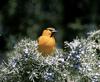 Bullock's Oriole (Icterus bullockii)