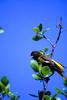 Baltimore Oriole (Icterus galbula)