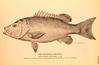 Gray Snapper (Lutjanus griseus)