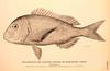 Common Seabream (Pagrus pagrus)