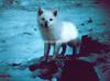 Arctic Fox (Alopex lagopus)