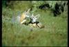 San Joaquin Kit Fox (Vulpes macrotis mutica) pair