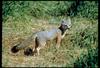 San Joaquin Kit Fox (Vulpes macrotis mutica)