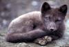 Arctic Fox (Alopex lagopus)