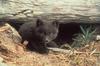 Arctic Fox and den (Alopex lagopus)