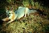 Gray Fox (Urocyon cinereoargenteus)