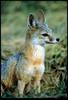 San Joaquin Kit Fox (Vulpes macrotis mutica)