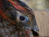 Tragopan