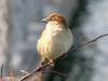 House Sparrow