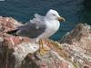 Silver Gull