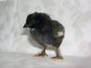 Macedonian hen