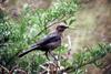 Brown-headed Cowbird female (Molothrus ater)