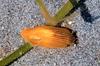 Zebra Leafslug or Eelgrass Nudibranch (Phyllaplysia taylori)