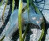 Hooded Nudibranch (Melibe leonina)