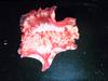 Spanish Dancer Nudibranch (Hexabranchus sanguineus)