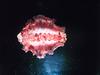 Spanish Dancer Nudibranch (Hexabranchus sanguineus)